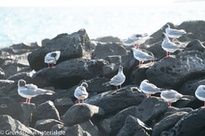 Galapagos-Tiere36.jpg